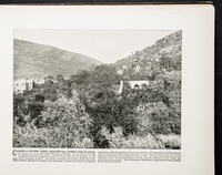 Gardens of Shechem--Where Rehoboam was crowned King of Israel