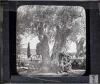 Jardin de Gethsemane