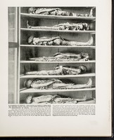 Mummies of Priests--The bodies of priests embalmed before Aaron and his sons were appointed to the priesthood in Israel