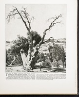The Oak of Mamre; Abraham's Oak--where Abraham pitched his tent and built an altar