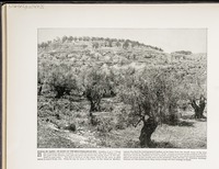 Hill of Saris--In Sight of the Mediterranean Sea