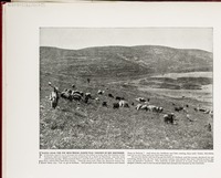 Flocks near the pit into which Joseph was thrown by his brethren