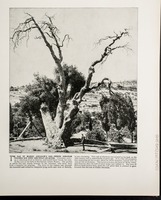 The Oak of Mamre; Abraham's Oak--where Abraham pitched his tent and built an altar