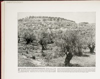 Hill of Saris--In Sight of the Mediterranean Sea