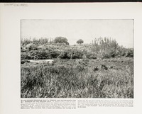 Dan--Where Jeroboam built a temple and established the worship of the Golden Calf