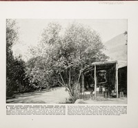 Coffee Garden, Dummar, Damascus--To whose gods Ahaz, the King of Judah, sacrificed, and brought ruin to his home and people