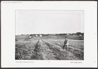 Weinberge in Pethach Tikvah