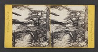 Lebanon--One of the largest of the Cedars