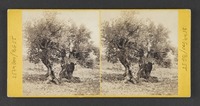 Jerusalem--The Olive Tree