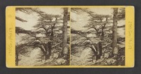 Cedars of Lebanon--(Upright)