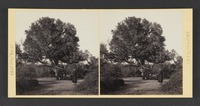 Egypt--Heliopolis. Ancient Fig Tree