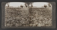 "Roses of Sharon," on the Plain of Sharon, Palestine (Cant. ii :1)