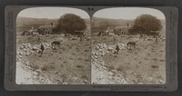 Shiloh, the resting place of the Ark, Palestine (I Samuel iv: 4)