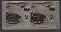 Oxen treading Corn