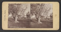 Jerusalem Olive Trees.