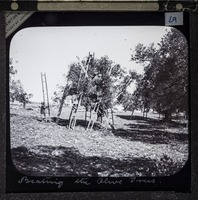 Beating the Olive Trees