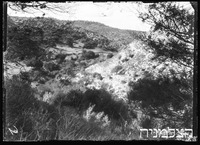 יערות הכרמל נוף.