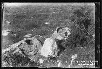 יערות הכרמל מסחיטת שמן.