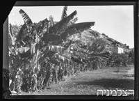 יערות הכרמל בננות.