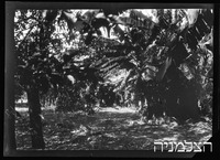 יערות הכרמל בננות.