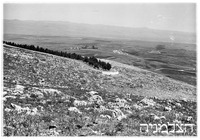 חולה ביצות.
