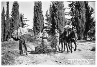קרית ענבים.