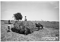 גבעת חיים עבודה בשדה.
