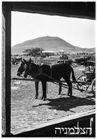 שדמות דבורה 10.1946.