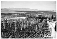 מצפה.