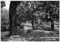 תל- אל כאדי [=תל אל קאדי].
