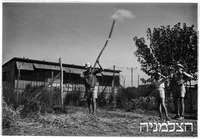 כפר ידידיה 1942 עבודה.