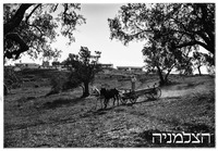 מנרה 1946.