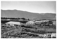 עמיר.