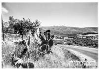 מעלה החמשה מראה כללי.
