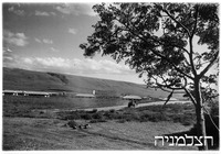 אמיר.