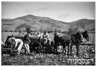 תל אל כאצי [=תל אל קאדי] אדמת אבנים.