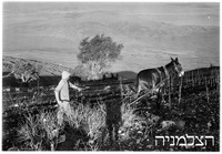 מנרה (רמים).