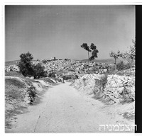 ציפורי.