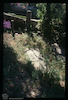 Photograph of: Jewish cemetery in Kotor : Tombstone.