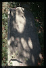 Photograph of: Jewish cemetery in Kotor : Tombstone.