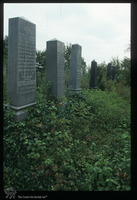 Photograph of: Jewish cemetery in Vinkovci : Tombstones.