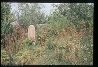 Photograph of: Jewish cemetery in Pećinci : Tombstone.