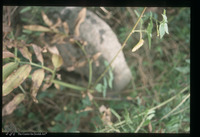 Photograph of: Jewish cemetery in Pećinci : Tombstone.