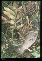 Photograph of: Jewish cemetery in Pećinci : Tombstone.