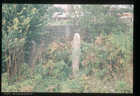 Photograph of: Jewish cemetery in Pećinci : Tombstone.