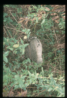 Photograph of: Jewish cemetery in Pećinci : Tombstone.
