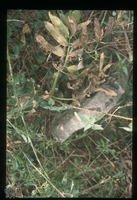 Photograph of: Jewish cemetery in Pećinci : Tombstone.