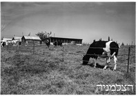 בית יצחק בית העם 5.1949.