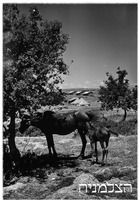 יפתח.