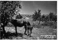 יפתח.